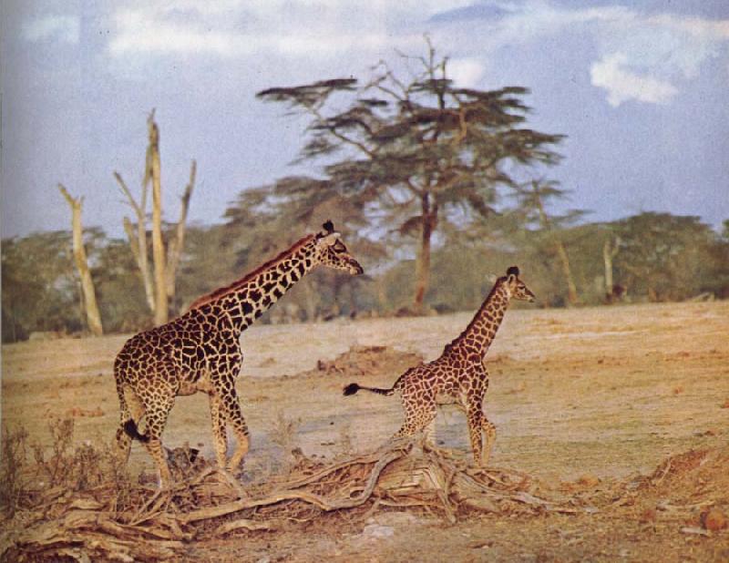 unknow artist The oppna terrangen am failing giraffe favoritmiljo oil painting image